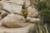 Joshua Tree National Park