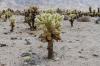 Joshua Tree National Park