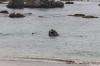 Elephant Seal Vista Point
