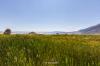Mono Lake