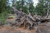 Sunset Crater National Monument