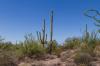 Lost Dutchman State Park