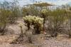Lost Dutchman State Park