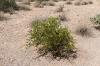 Lost Dutchman State Park