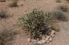 Lost Dutchman State Park