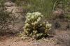 Lost Dutchman State Park