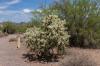 Lost Dutchman State Park