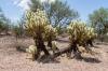 Lost Dutchman State Park