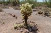 Lost Dutchman State Park