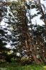 Cape Perpetua