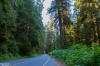 Prairie Creek Redwoods State Park