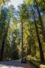 Prairie Creek Redwoods State Park