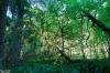 Prairie Creek Redwoods State Park