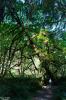 Prairie Creek Redwoods State Park