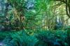 Prairie Creek Redwoods State Park