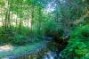Prairie Creek Redwoods State Park
