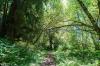 Redwood National Park