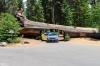 Sequoia National Park
