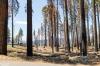 Sequoia National Park