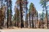 Sequoia National Park