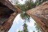 Sequoia National Park