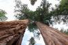 Sequoia National Park
