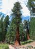 Sequoia National Park