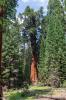 Sequoia National Park
