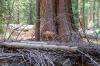 Sequoia National Park