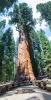 Sequoia National Park