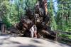 Kings Canyon National Park