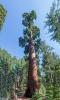 Kings Canyon National Park