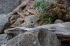 Yosemite National Park
